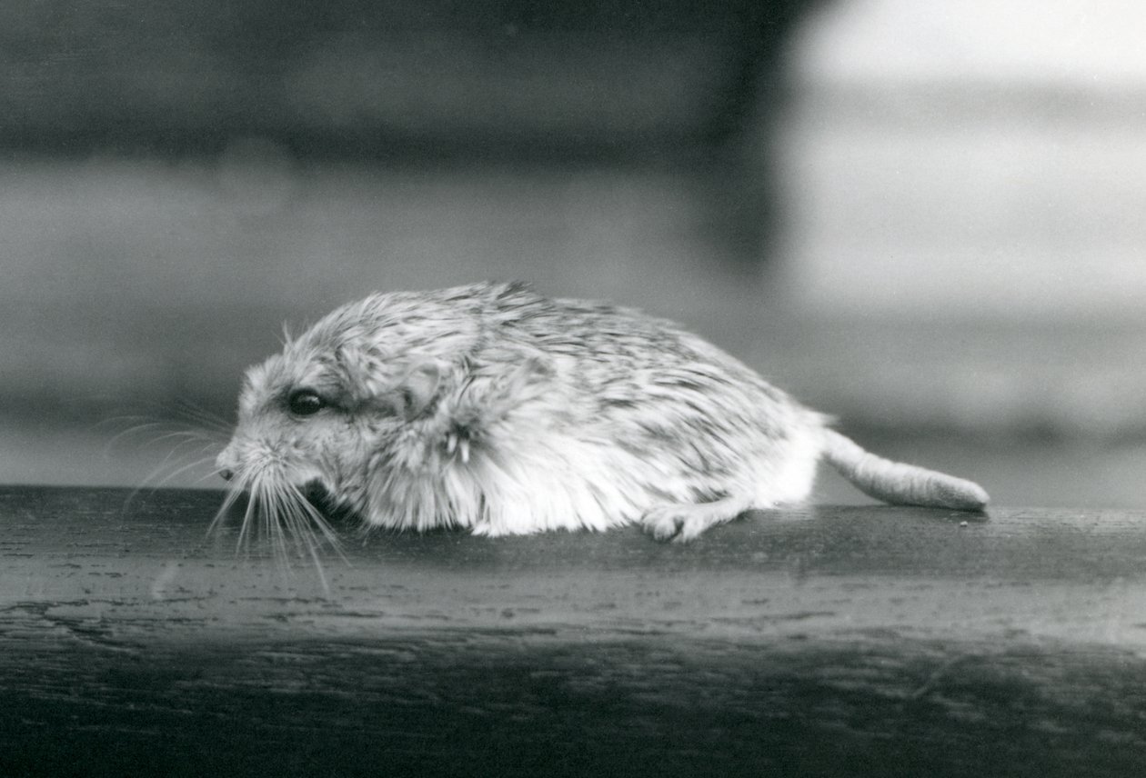 A fat-tailed / duprasi gerbil, London Zoo, juli 1925 (s/v foto) av Frederick William Bond
