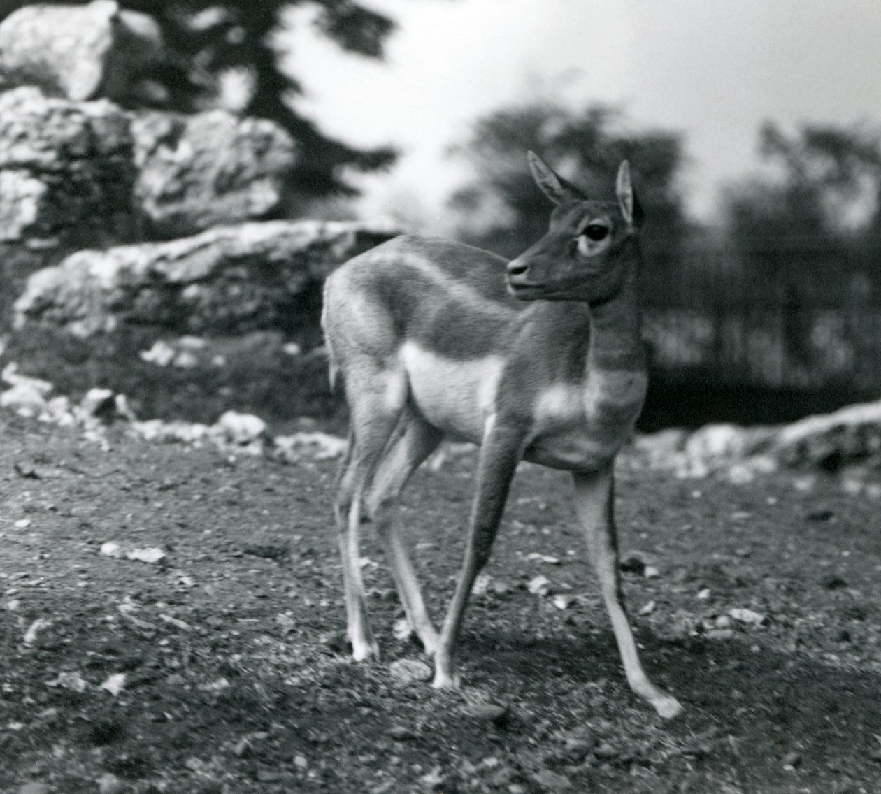 En hona Blackbuck på London Zoo 1924 av Frederick William Bond