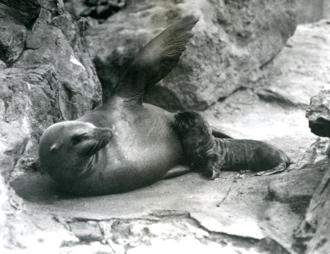 En kvinnlig kalifornisk sjölejon som ligger på en stenig terrass medan hon matar sin valp, London Zoo, juli 1925 av Frederick William Bond
