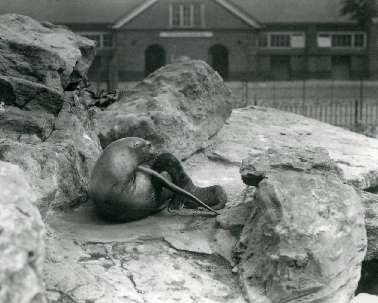 En kvinnlig kalifornisk sjölejon som ligger på en stenig terrass medan hon matar sin valp, London Zoo, juli 1925 av Frederick William Bond