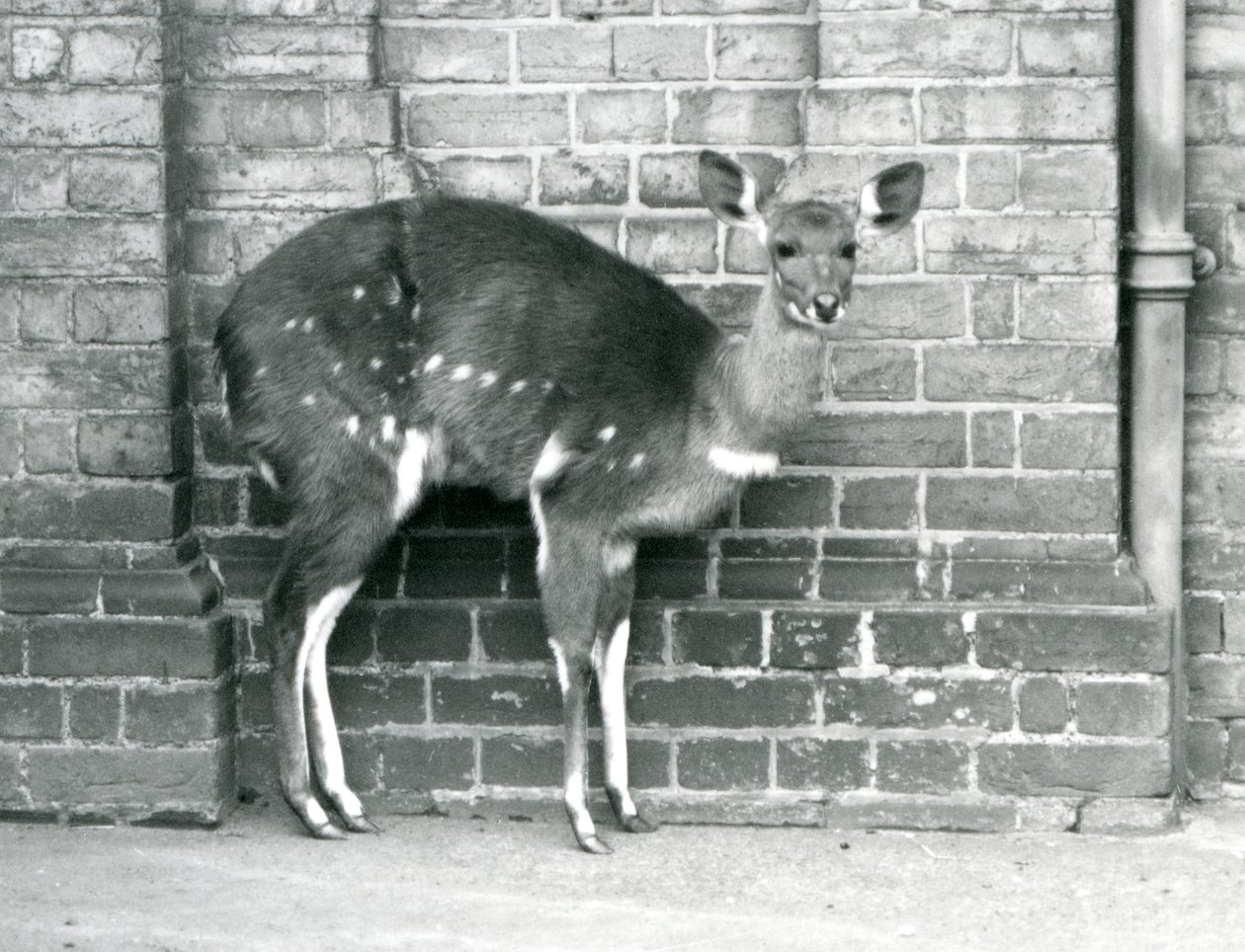 En kvinnlig Cape BushbuckImbabala som står mot en vägg på London Zoo i oktober 1927. av Frederick William Bond