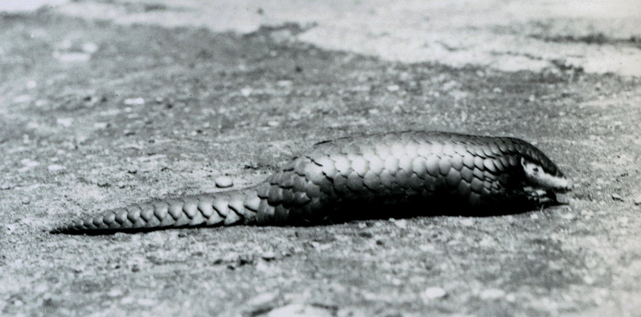 En kvinnlig kinesisk pangolin på London Zoo i augusti 1925 av Frederick William Bond