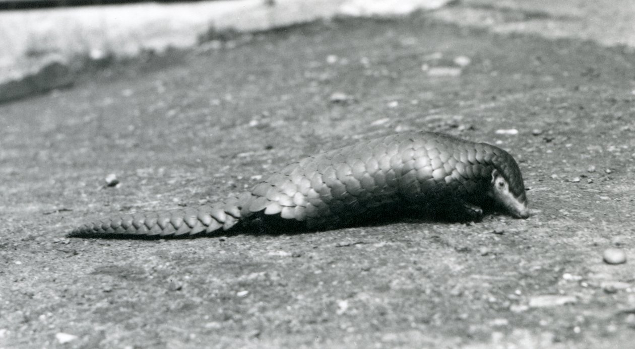 En kvinnlig kinesisk pangolin på London Zoo i augusti 1925 av Frederick William Bond