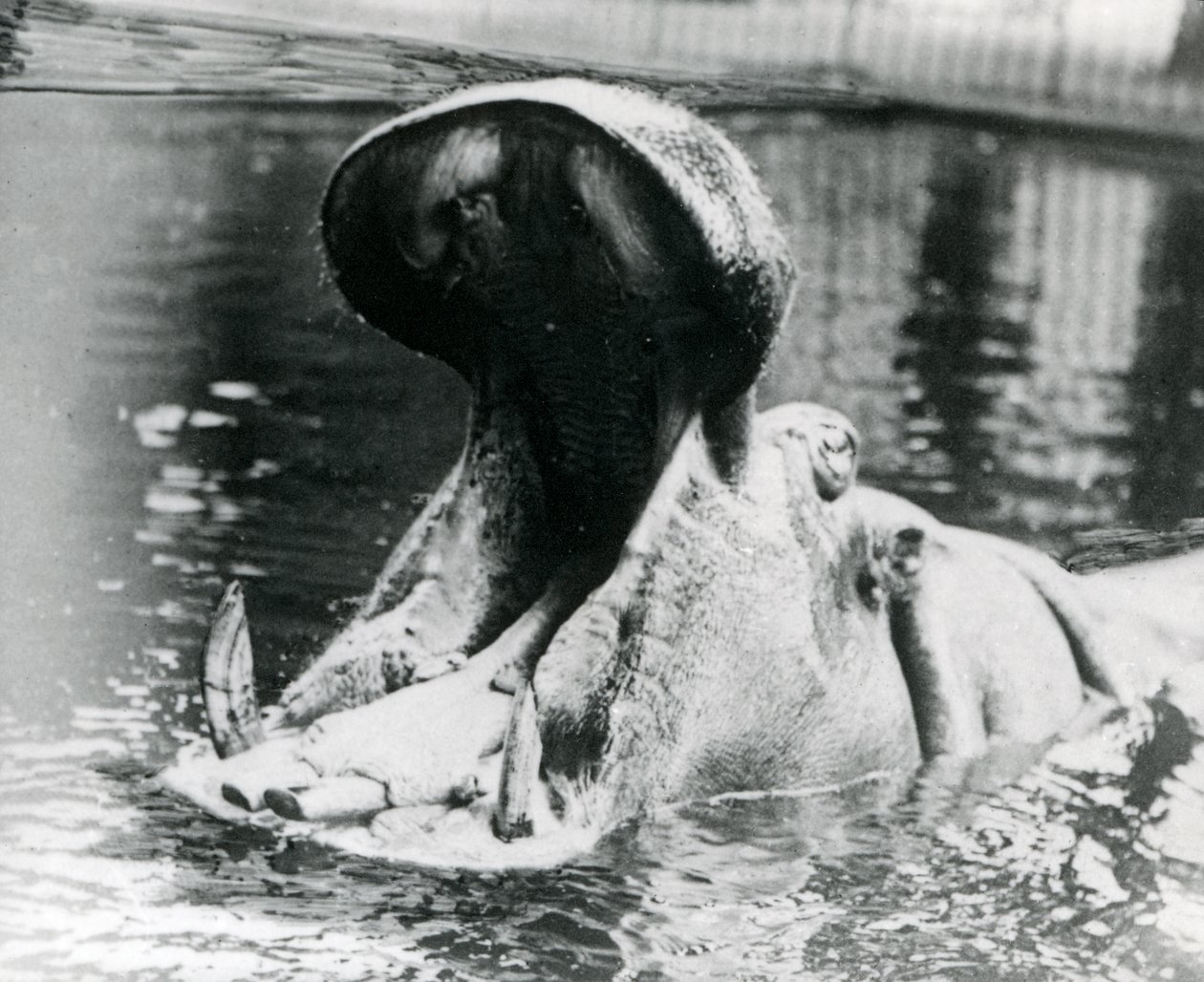 En flodhästhona, "Guy Fawkes", som gapar i en bassäng på London Zoo omkring 1900. "Guy Fawkes" föddes av sin mor "Adhela" den 5 november 1872. av Frederick William Bond