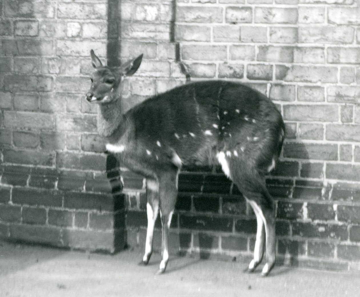 En kvinnlig ImbabalaCape Bushbuck som står mot en vägg på London Zoo, 6 oktober 1927 av Frederick William Bond
