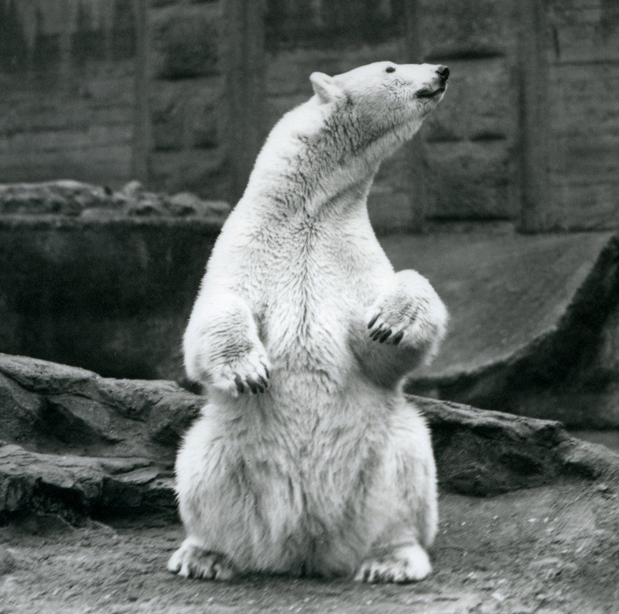 En isbjörnshona sitter på huk på Mappin-terrasserna på London Zoo i september 1928 av Frederick William Bond