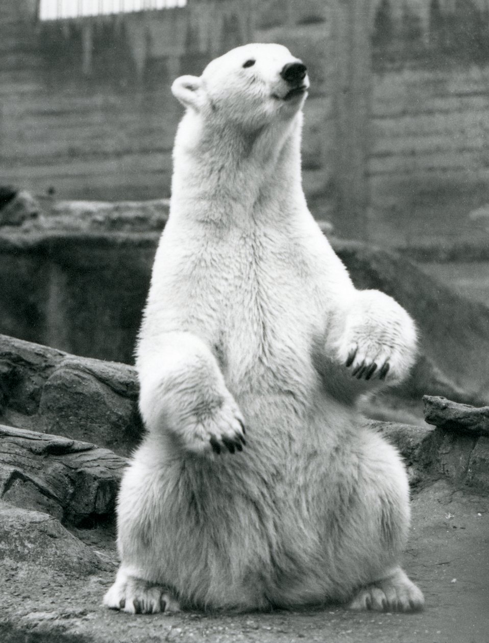 En isbjörnshona sitter på huk på Mappin-terrasserna på London Zoo i september 1928 av Frederick William Bond