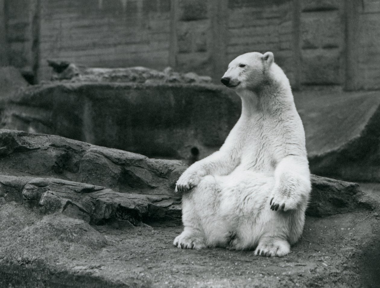 En isbjörnshona sitter på huk på Mappin-terrasserna på London Zoo i september 1928 av Frederick William Bond