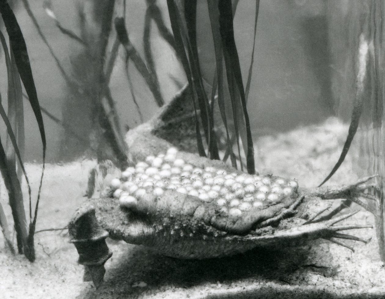 En Surinam Padda hona med sina ägg inbäddade i huden på ryggen, London Zoo av Frederick William Bond