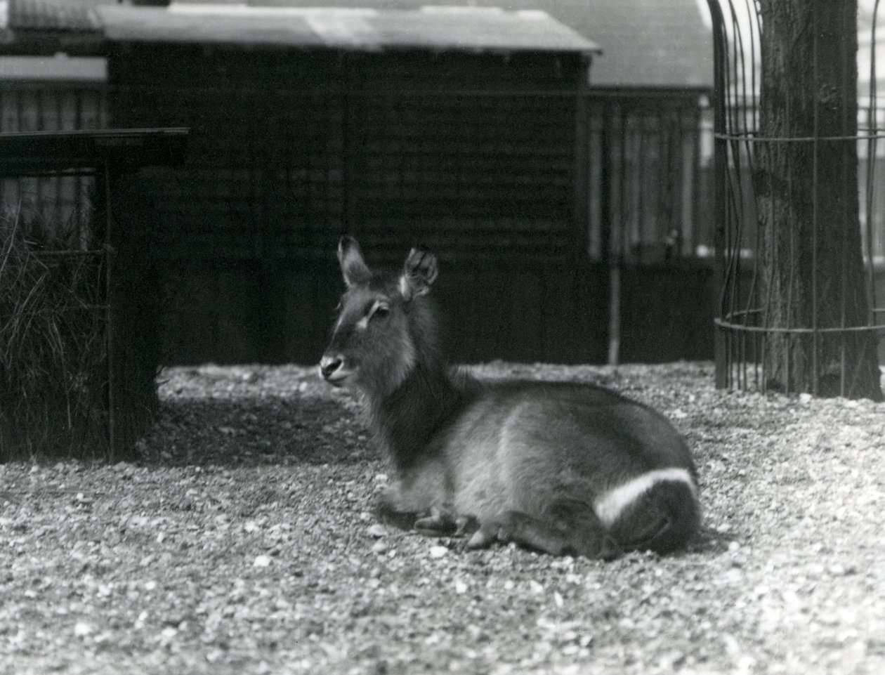 En vattenbock hona, Kobus ellipsiprymnus, sitter i sitt inhägnad på London Zoo, juni 1924 av Frederick William Bond