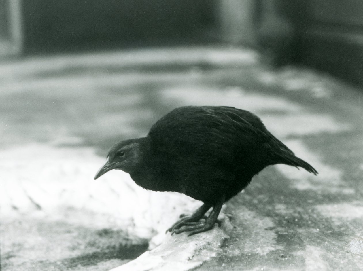 En flyglös WekaMaori-höna Woodhen på London Zoo 1927 av Frederick William Bond