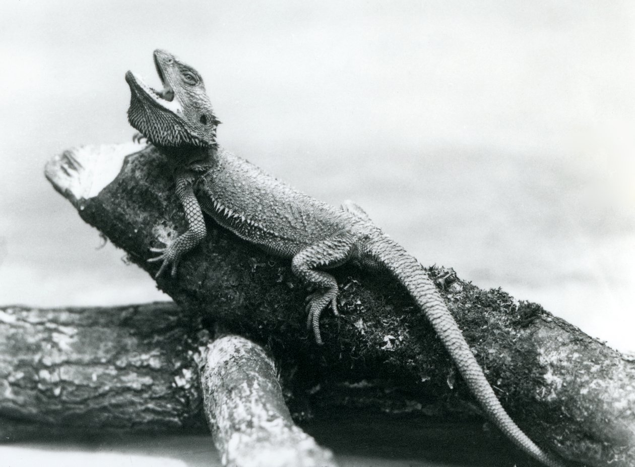 En gapande skäggdrake som håller i en stock, London Zoo, augusti 1928 (s/v foto) av Frederick William Bond
