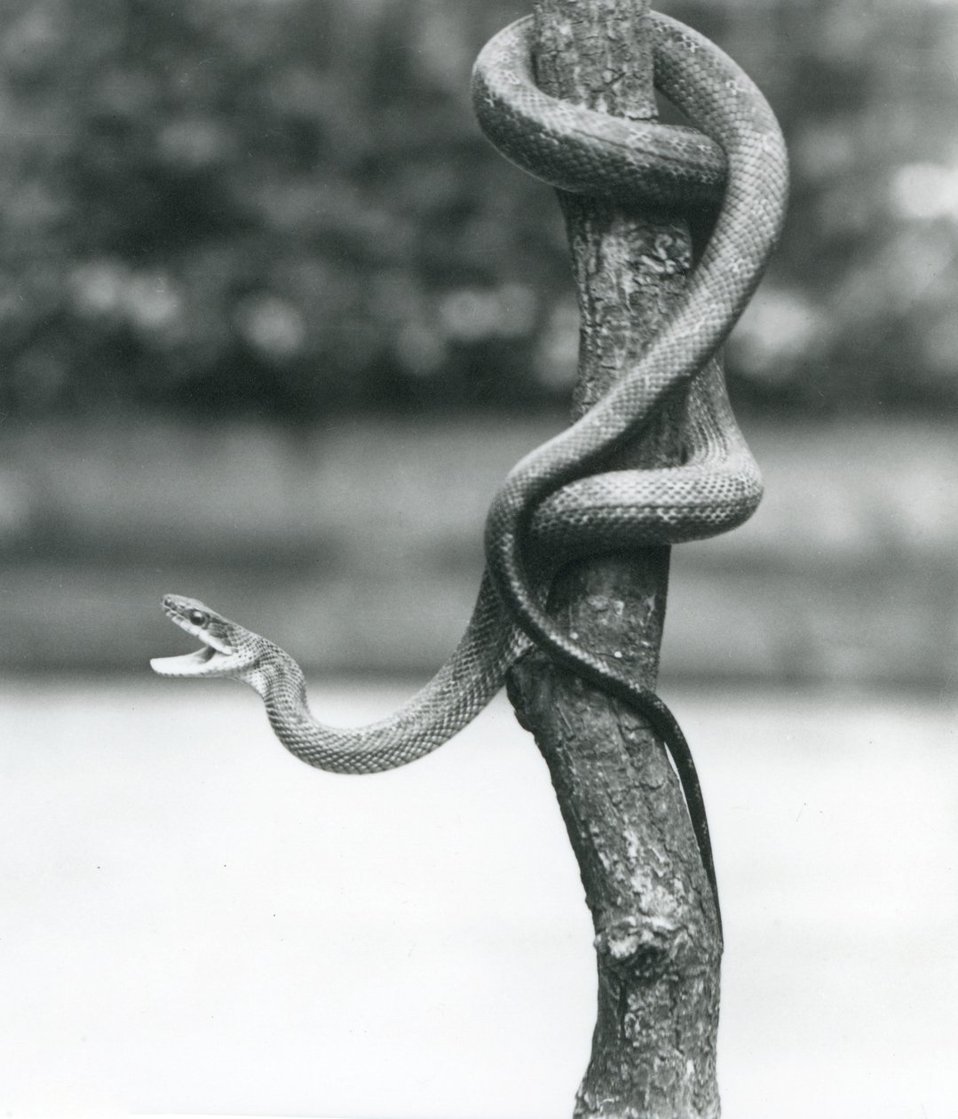 En gapande Texas Rat Snake slingrade sig runt en vertikal gren på London Zoo i augusti 1928 (s/v foto) av Frederick William Bond