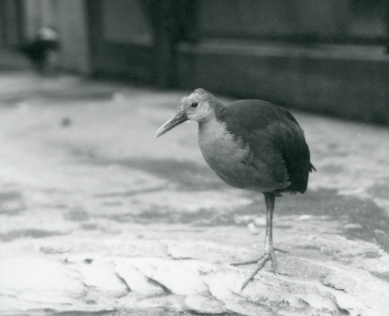 En gråhalsad träskena eller gråhöljd träskena (Aramides cajaneus) som står på ett ben på London Zoo i september 1927 av Frederick William Bond