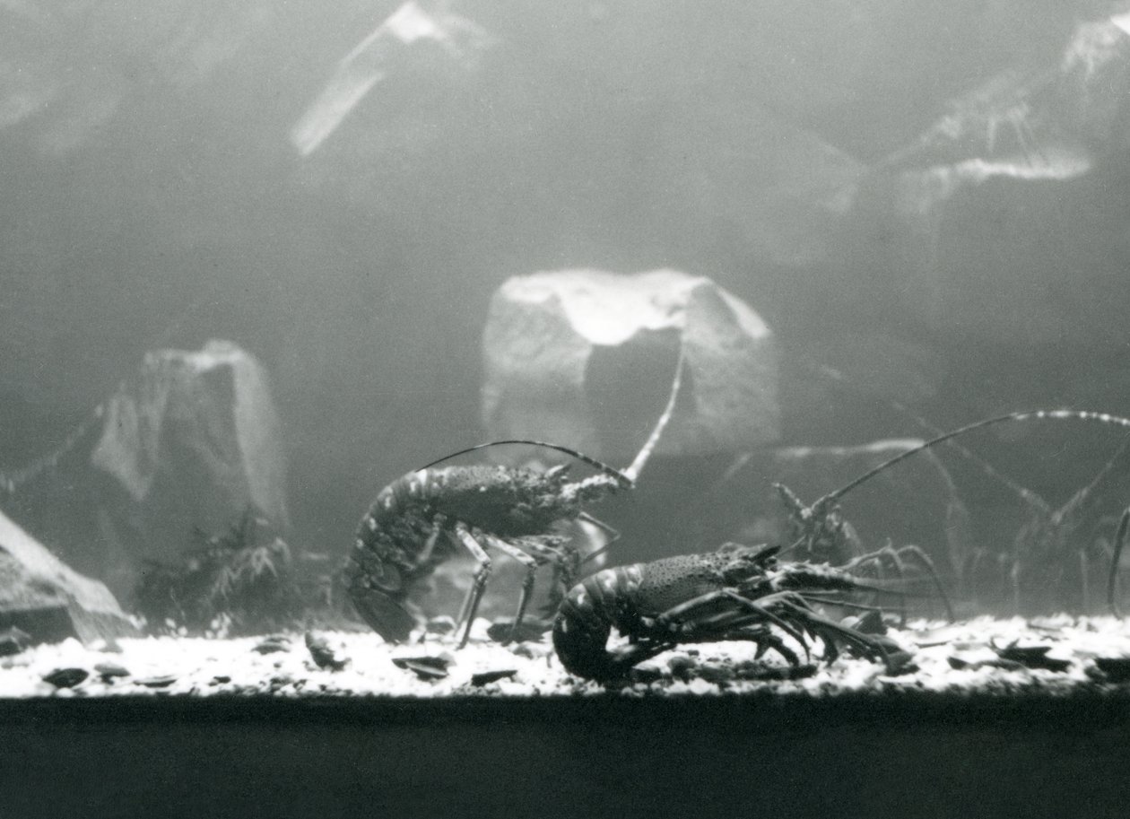 En grupp sötvattenskräftor på London Zoo i mars 1925 av Frederick William Bond