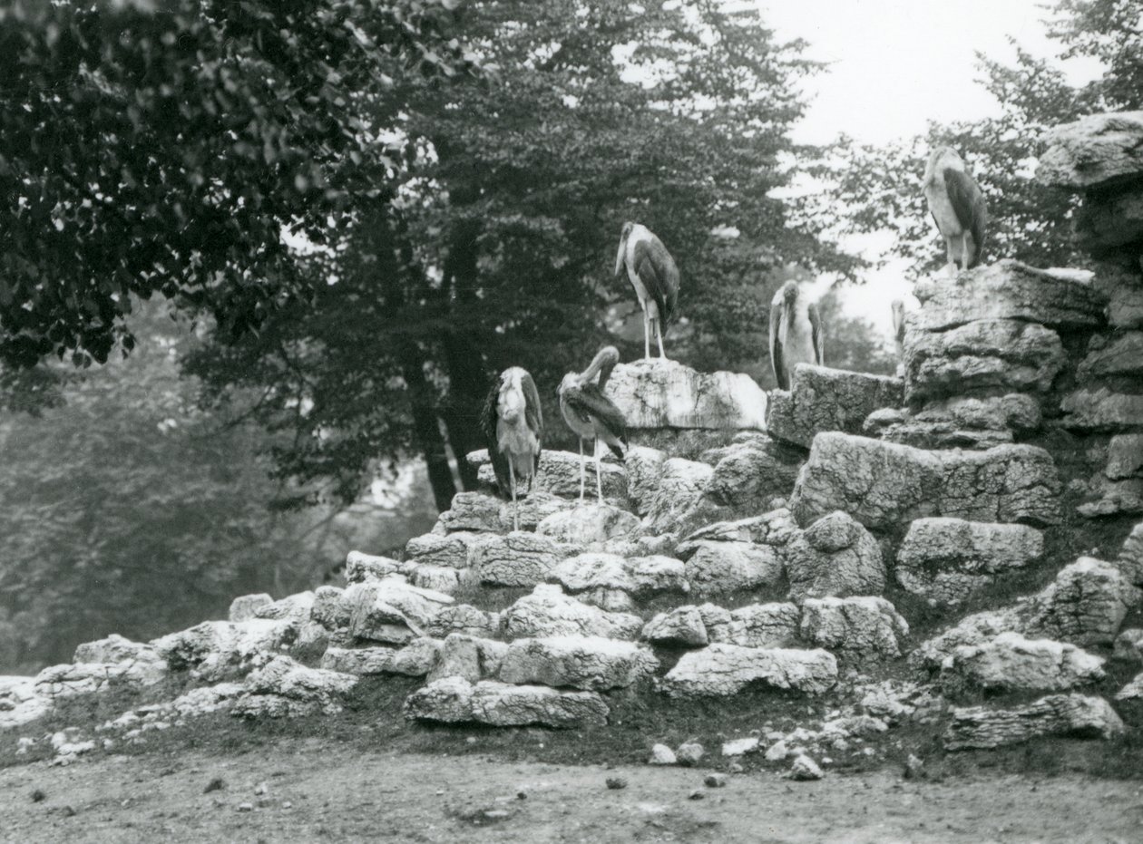 En grupp om fem Marabou Stork som står på stenar i Antilope Paddock vid London Zoo 1928 (s/v foto) av Frederick William Bond