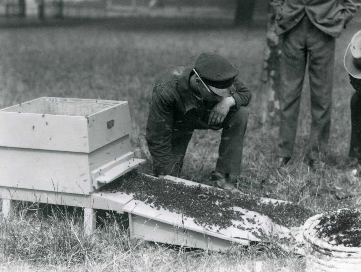 En grupp djurhållare, inklusive Brown, flyttade en svärm av honungsbin, London Zoo, juli 1926 av Frederick William Bond