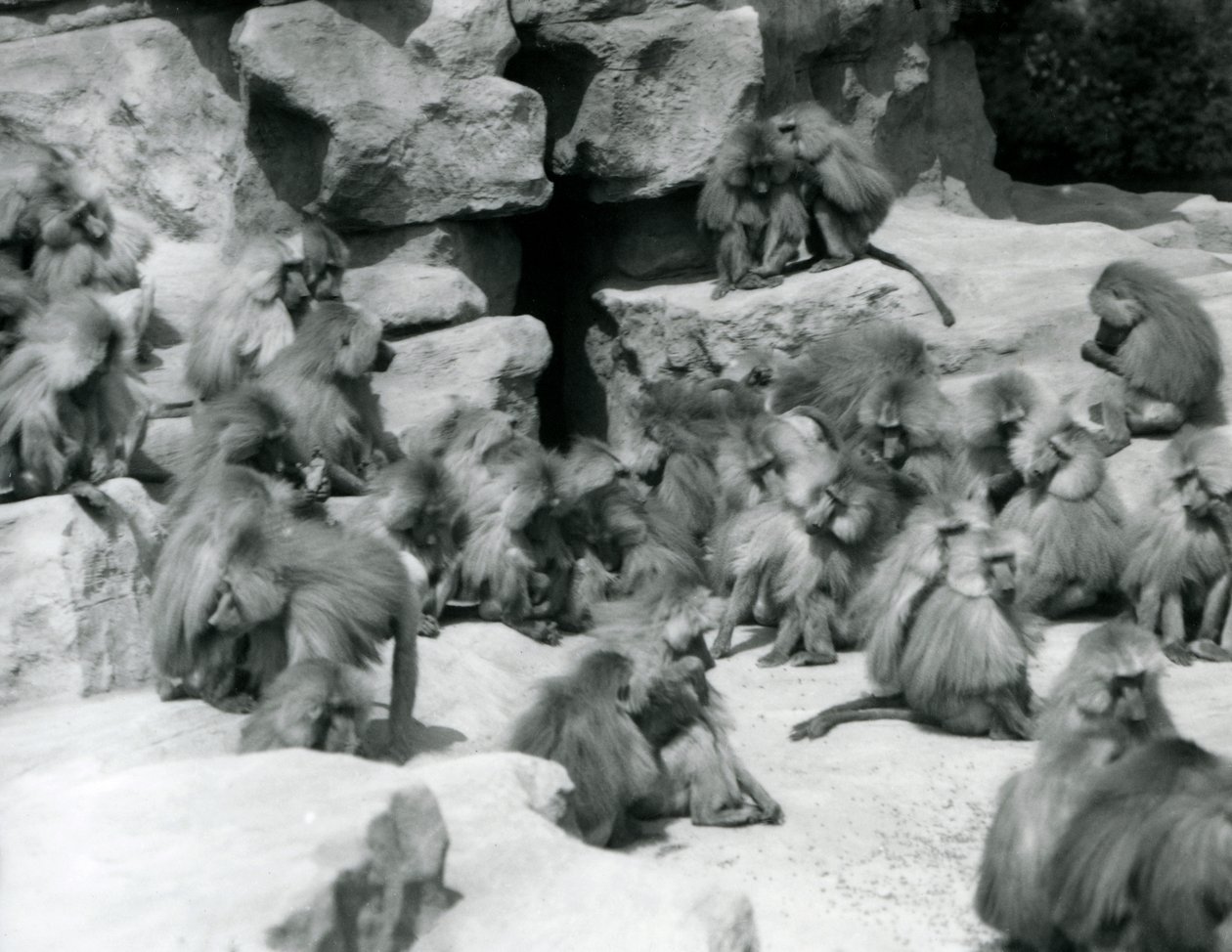 En grupp eller trupp heliga babianer som sitter på klippor i deras inhägnad, London Zoo, juli 1925 av Frederick William Bond