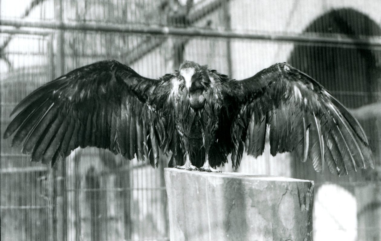 En gam med luva som står på en stock med utsträckta vingar och njuter av en aprildusch på London Zoo, före 1930 (s/v foto) av Frederick William Bond