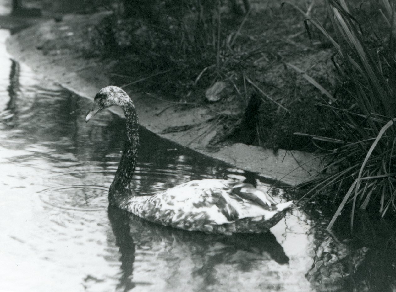 En hybridsvan, Mute x Black, simmade i en damm på London Zoo 1927 av Frederick William Bond