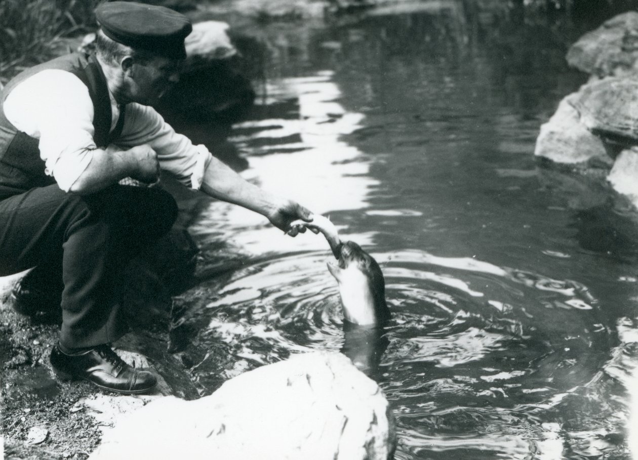 En djurskötare matar en ung kepsäl med fisk i bassängen i London Zoo, juni 1914. av Frederick William Bond