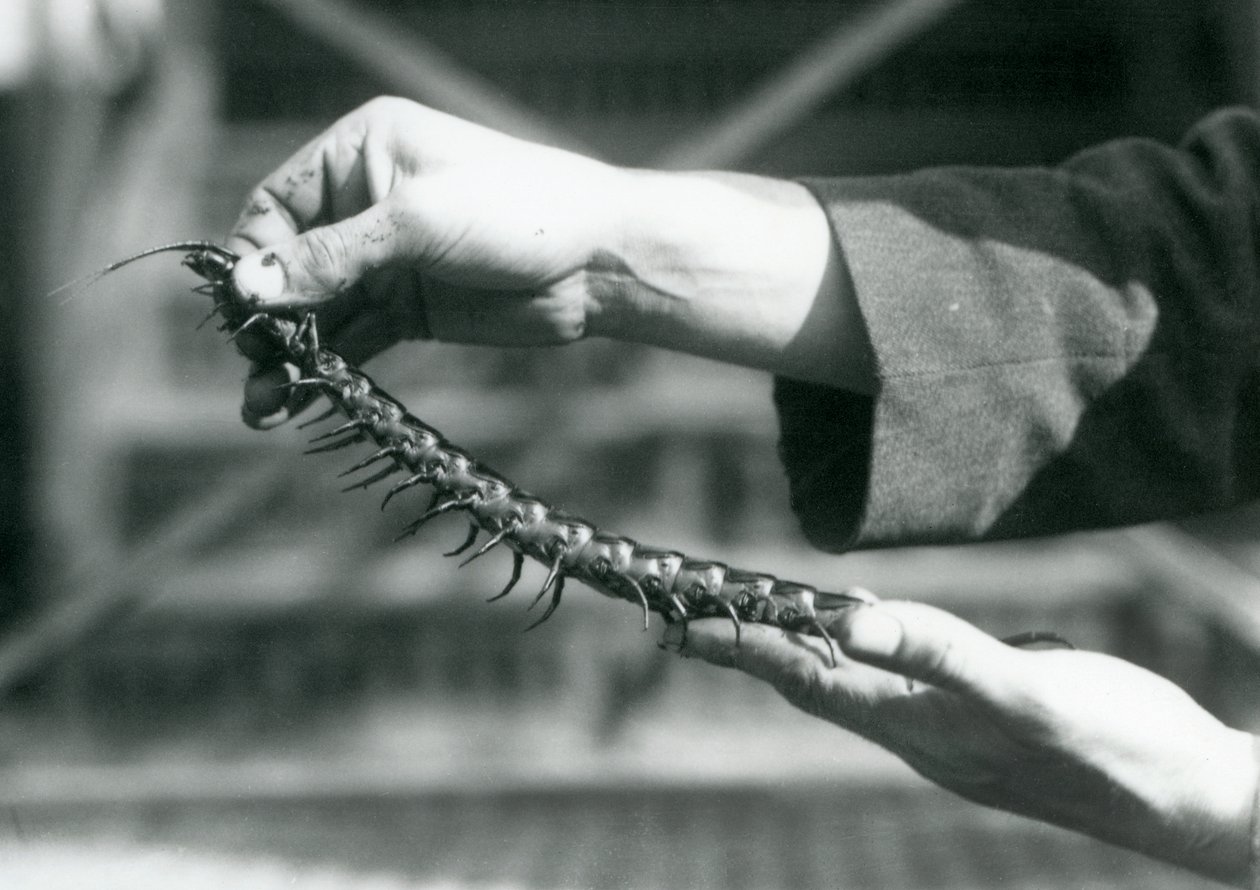 En målvakt som håller en jätte hundrafoting i sina händer, London Zoo, 1927 av Frederick William Bond