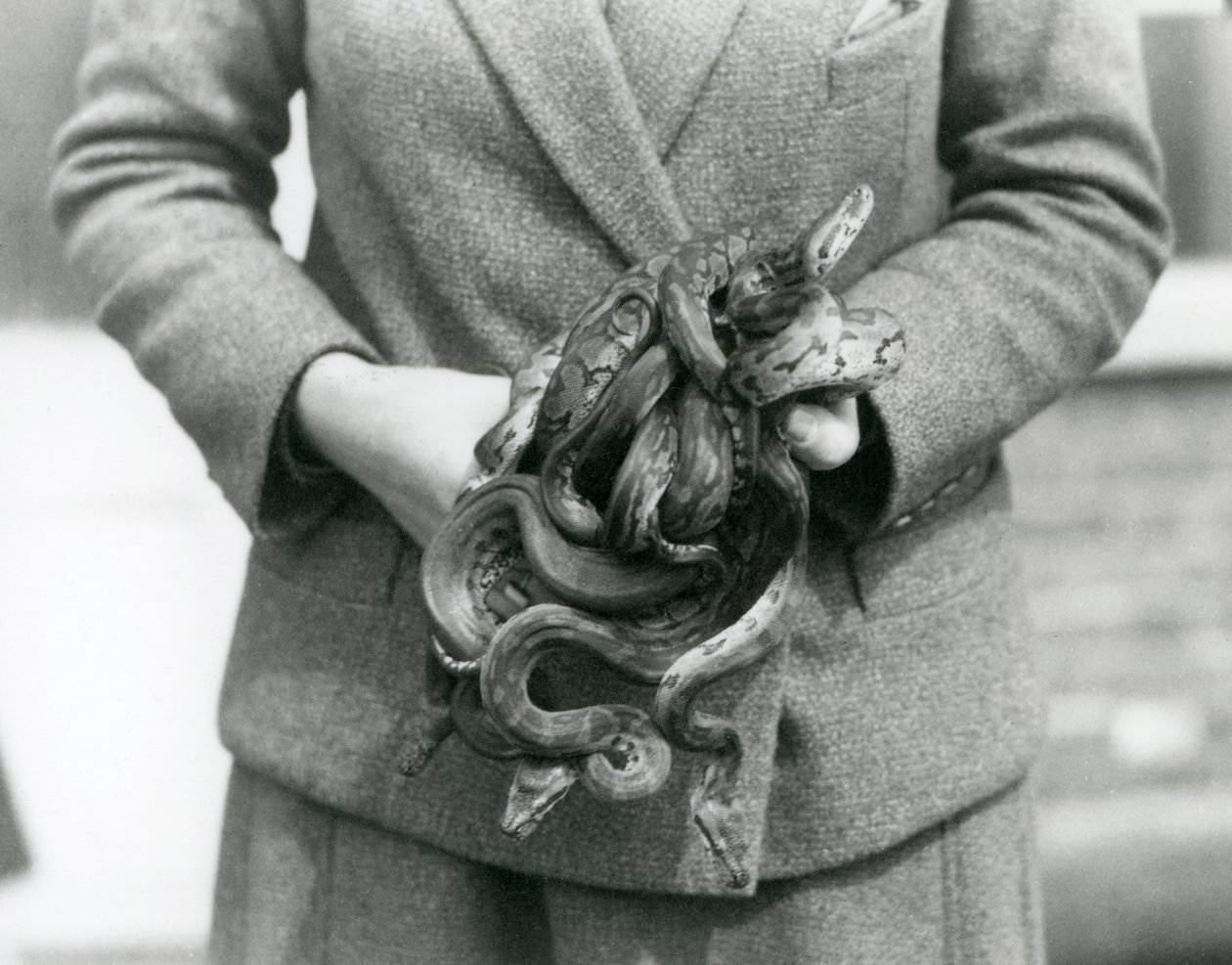 En målvakt som håller i en knut av ung Royal eller Ball Python på London Zoo 1931 (s/v foto) av Frederick William Bond