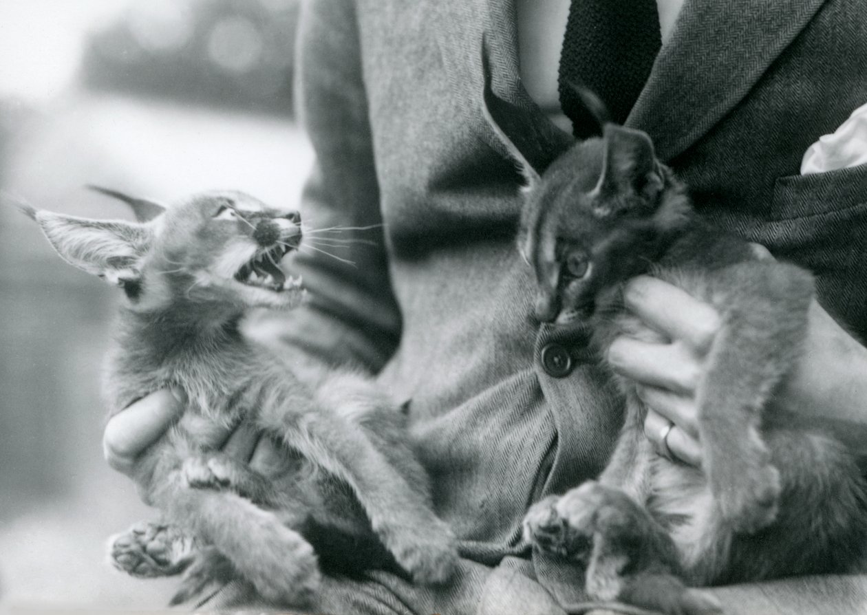 En djurhållare som håller ett par Caracal-kattungar i sitt knä, London Zoo, 1924 av Frederick William Bond