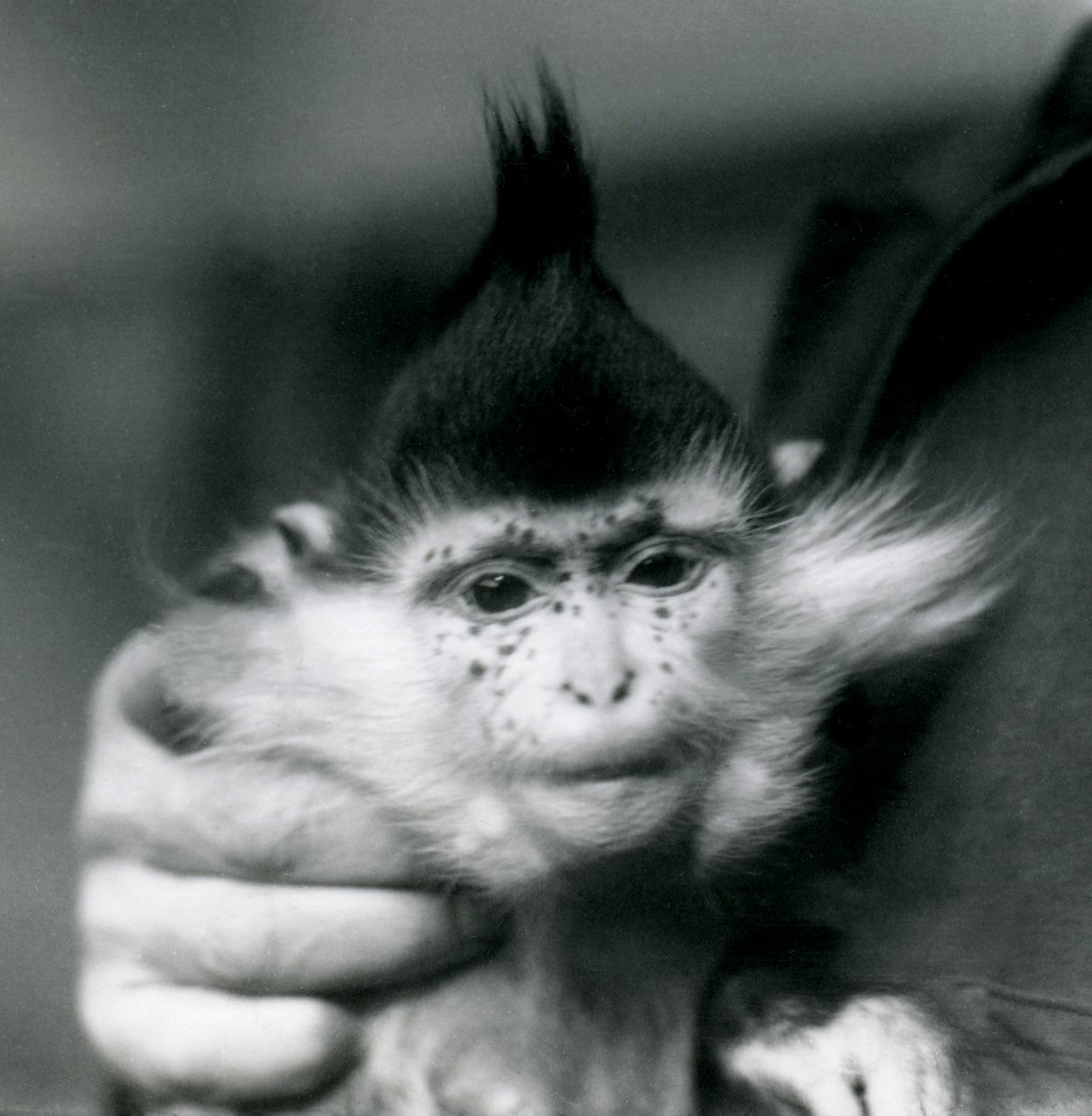 En målvakt håller fräknar, en Black Crested eller Congo Mangabey, London Zoo, 1924 av Frederick William Bond
