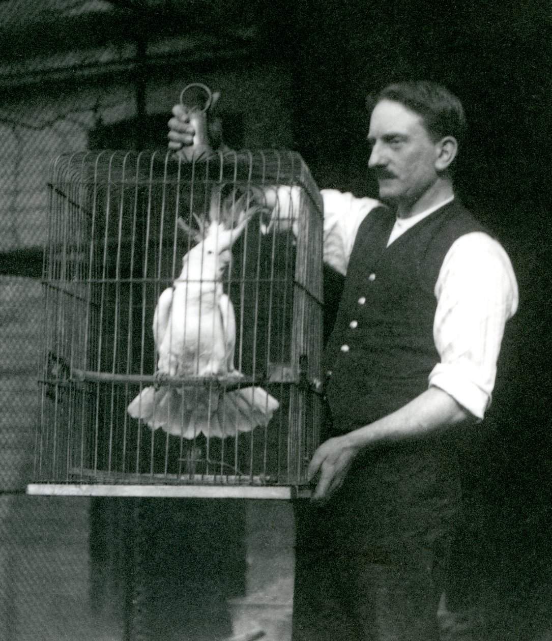 En djurhållare håller en Sulphur Crested Cockatoo, Jade, i sin bur på London Zoo i oktober 1924 av Frederick William Bond