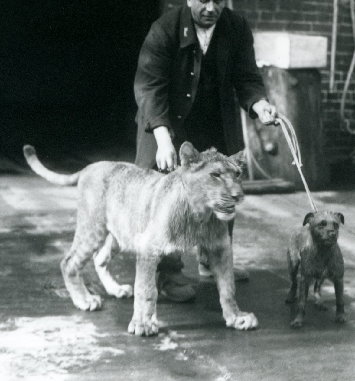 En djurhållare som tar en hund och ett ungt lejon på en promenad, London Zoo, augusti 1925 (s/v foto) av Frederick William Bond