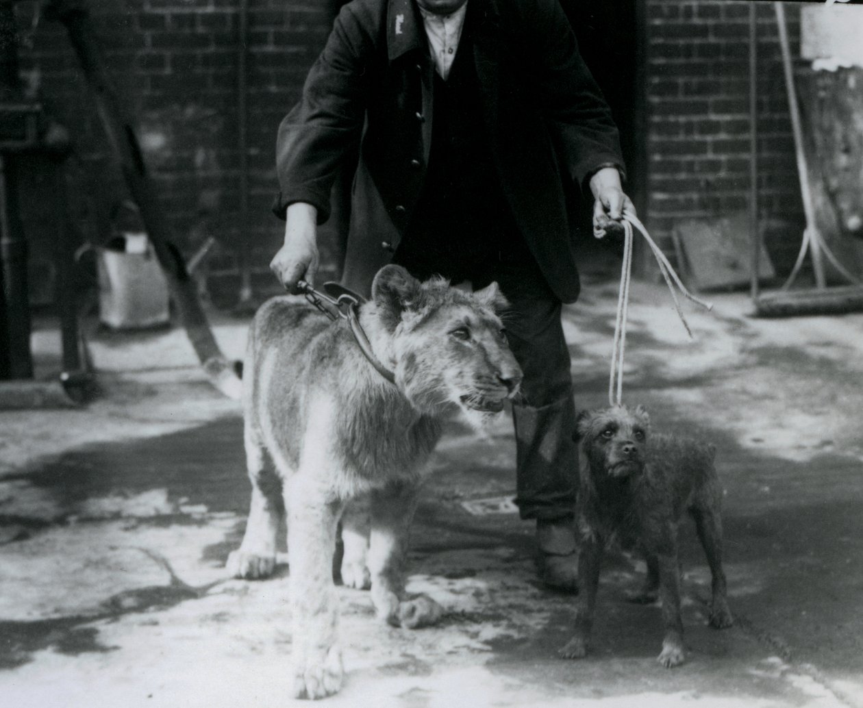 En djurhållare som tar en irländsk terrier och ett ungt lejon på en promenad på ledar, London Zoo, september 1925 av Frederick William Bond