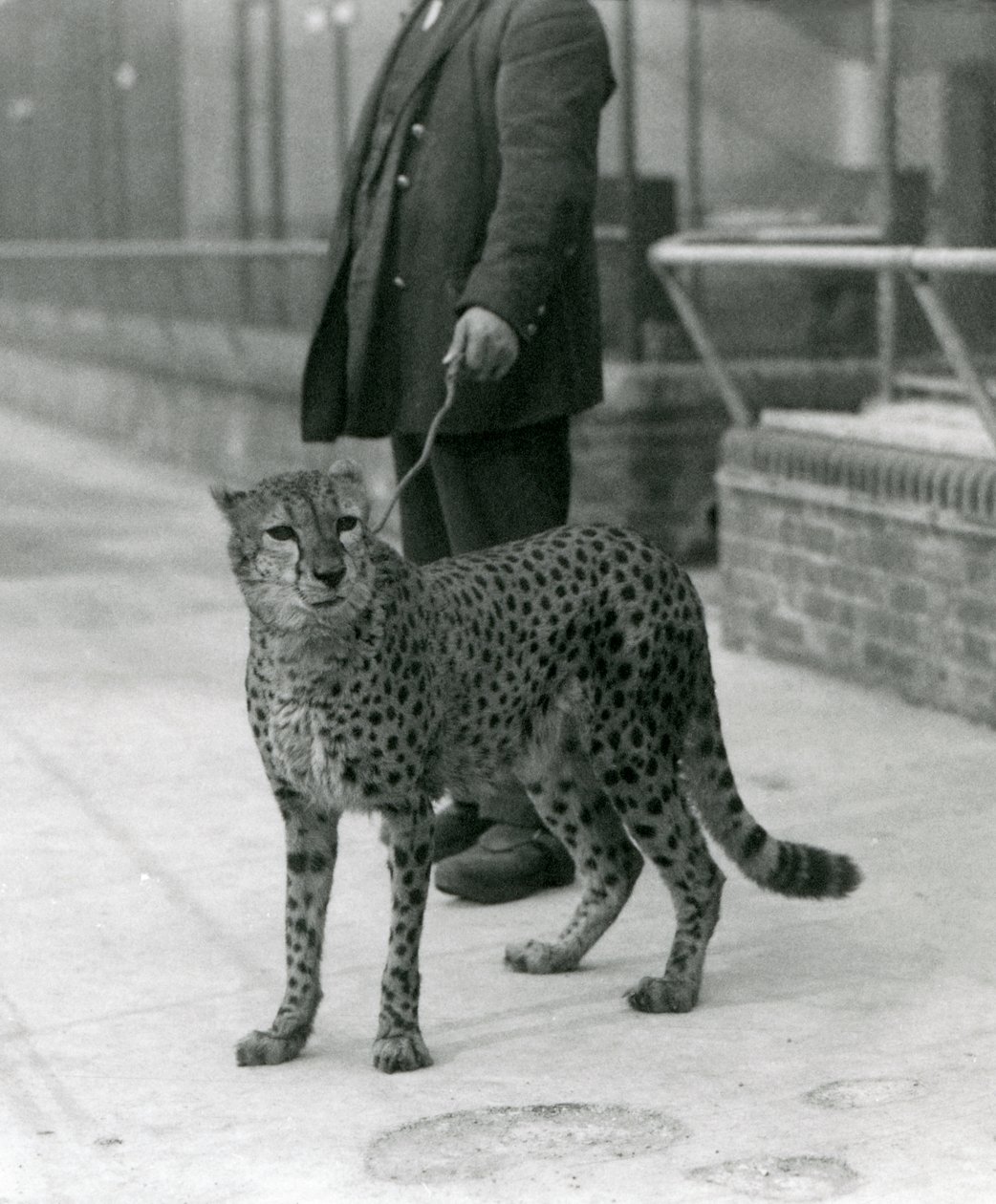 En målvakt med en gepard i ledning, London Zoo av Frederick William Bond