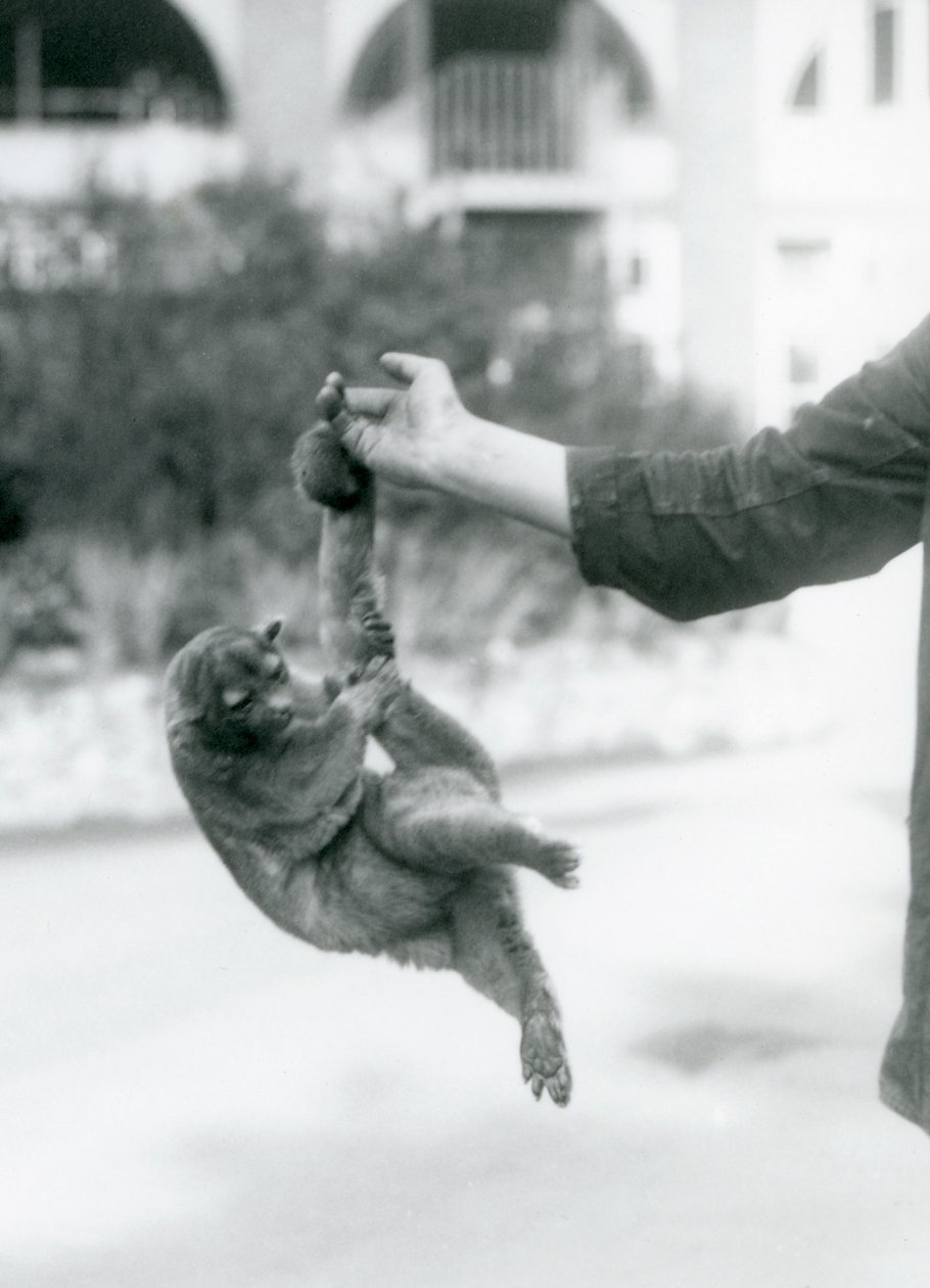 En kinkajou upphängd från ett målvaktsfinger i sin gripsvans, London Zoo, september 1925 av Frederick William Bond