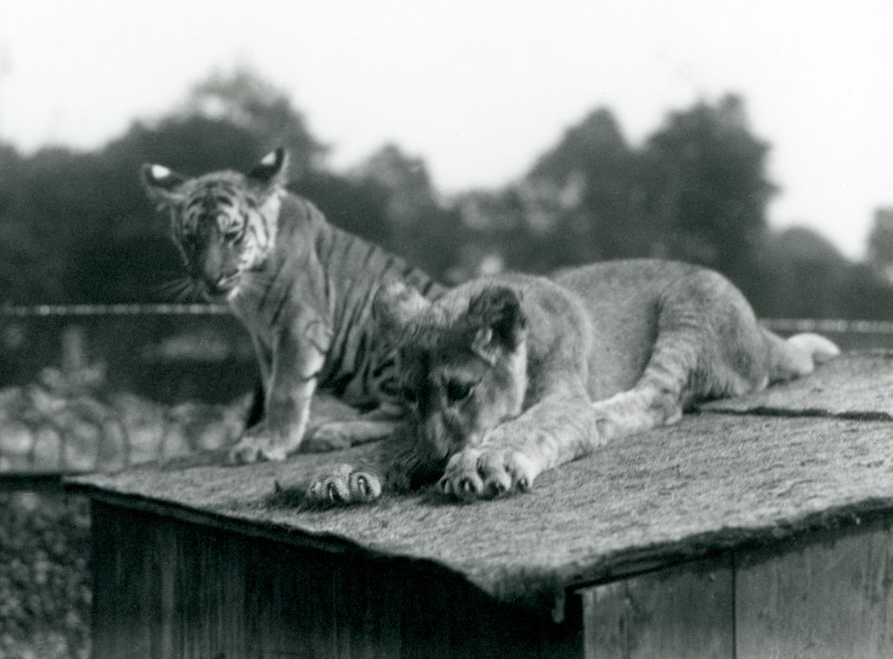 En lejon- och en tigerunge sitter tillsammans på taket av sin håla, London Zoo, september 1925 (s/v foto) av Frederick William Bond