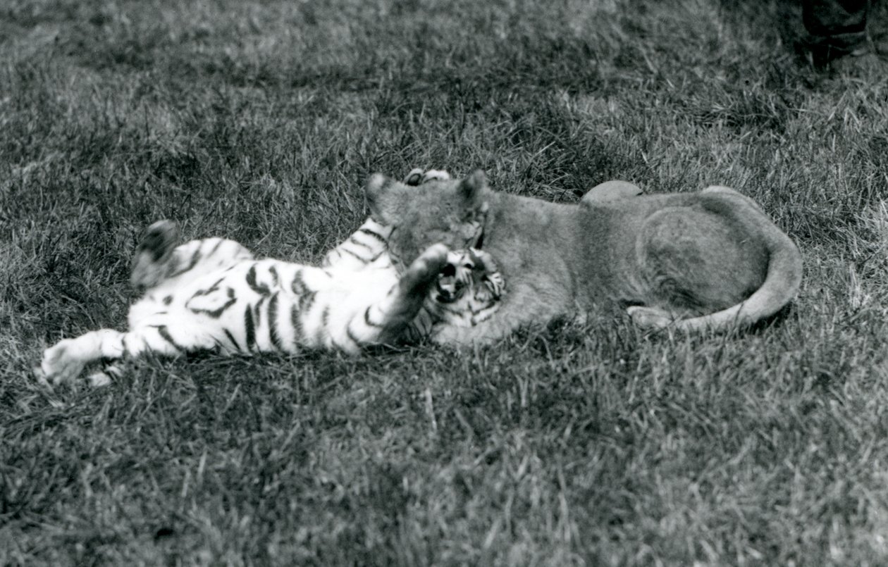 En lejon- och tigerunge brottas på gräset, London Zoo, september 1925 (s/v foto) av Frederick William Bond