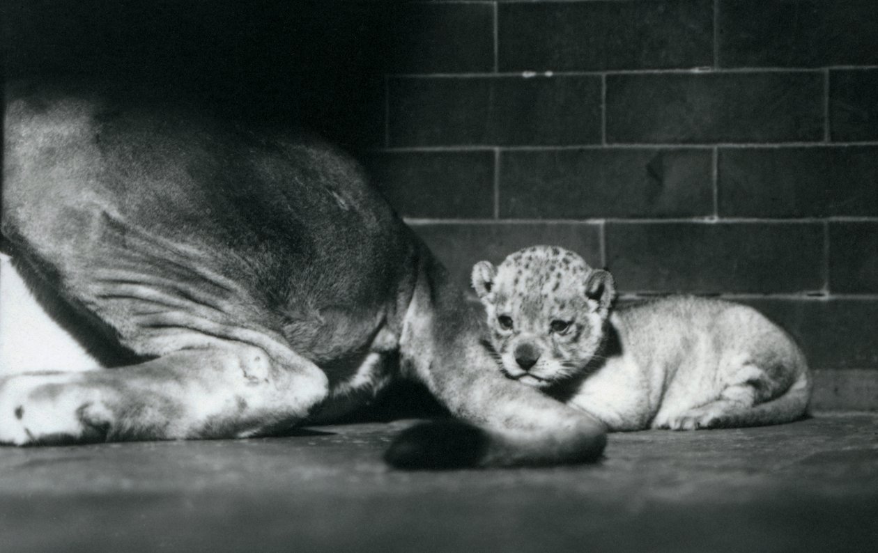 En lejonunge lägger sig bakom sin mammas svans, London Zoo, oktober 1925 av Frederick William Bond