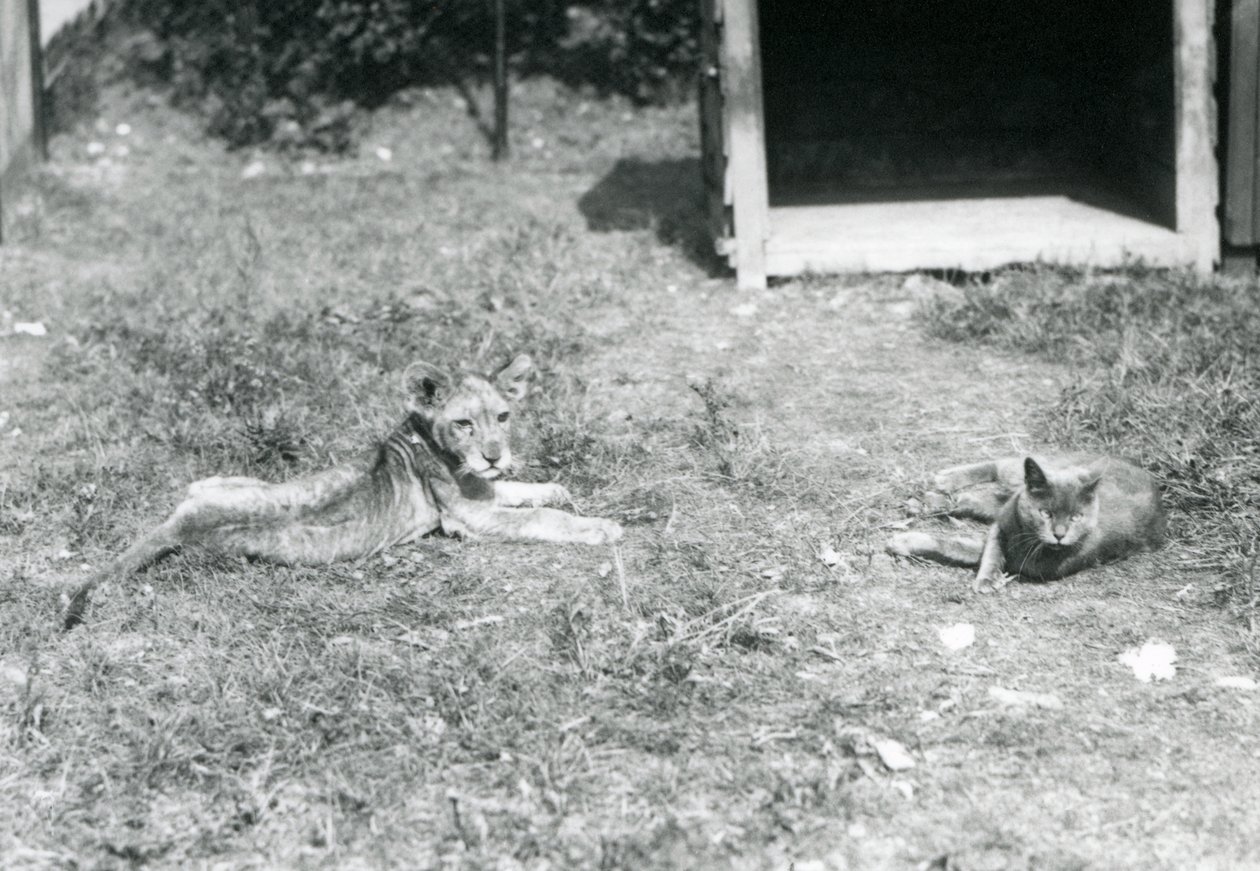 En lejonunge liggande på en gräsmatta, nära en öppen trälåda, med en huskatt, London Zoo, juli 1925 av Frederick William Bond