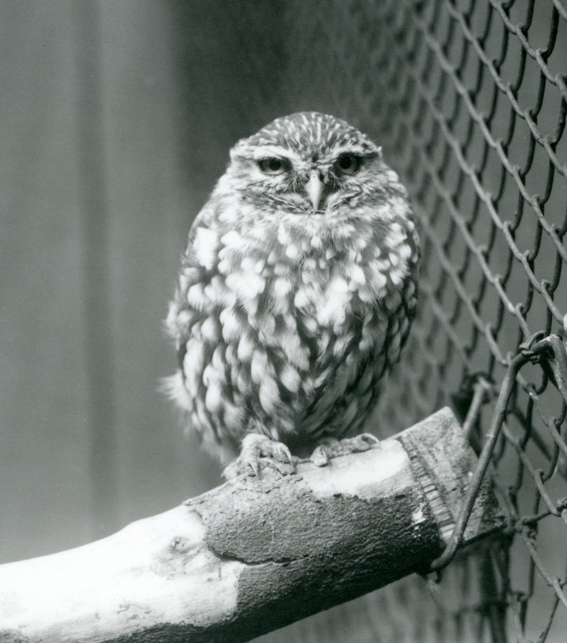 En liten uggla som sitter på en gren bredvid trådnätet i dess inhägnad, London Zoo, november 1925 av Frederick William Bond