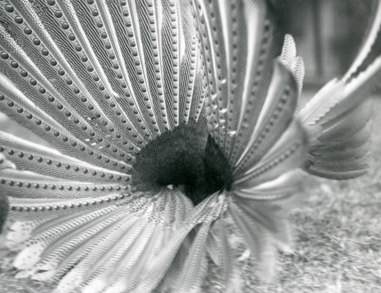 En manlig Argus Pheasant Great Argus uppvaktning, London Zoo, januari 1926 av Frederick William Bond