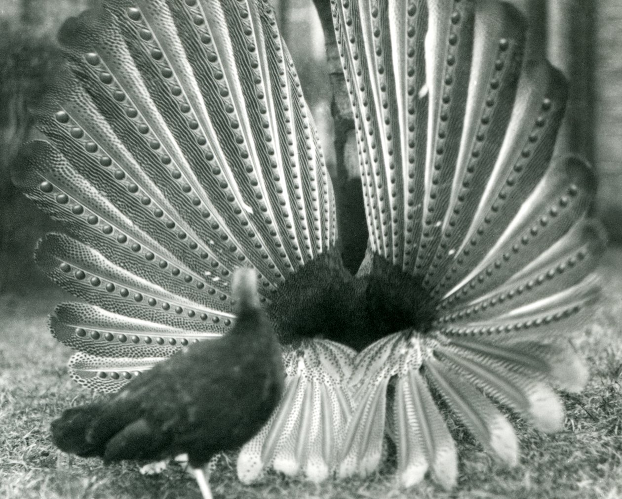 En manlig Argus PheasantGreat Argus frieriuppvisning, med en kvinna stående bredvid honom, London Zoo, januari 1926 av Frederick William Bond