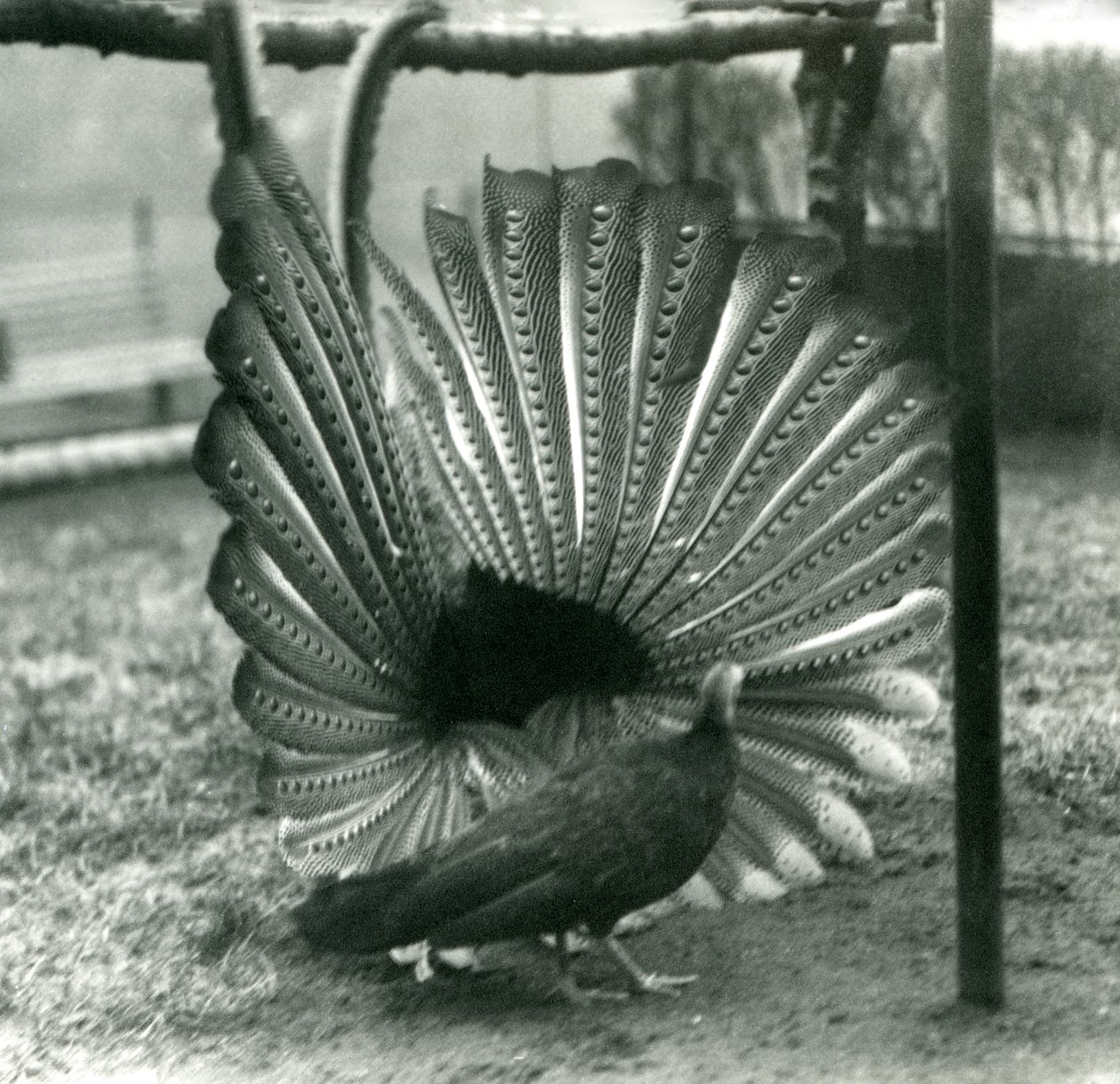 En manlig Argus PheasantGreat Argus frieriuppvisning, med en kvinna stående bredvid honom, London Zoo, januari 1926 av Frederick William Bond