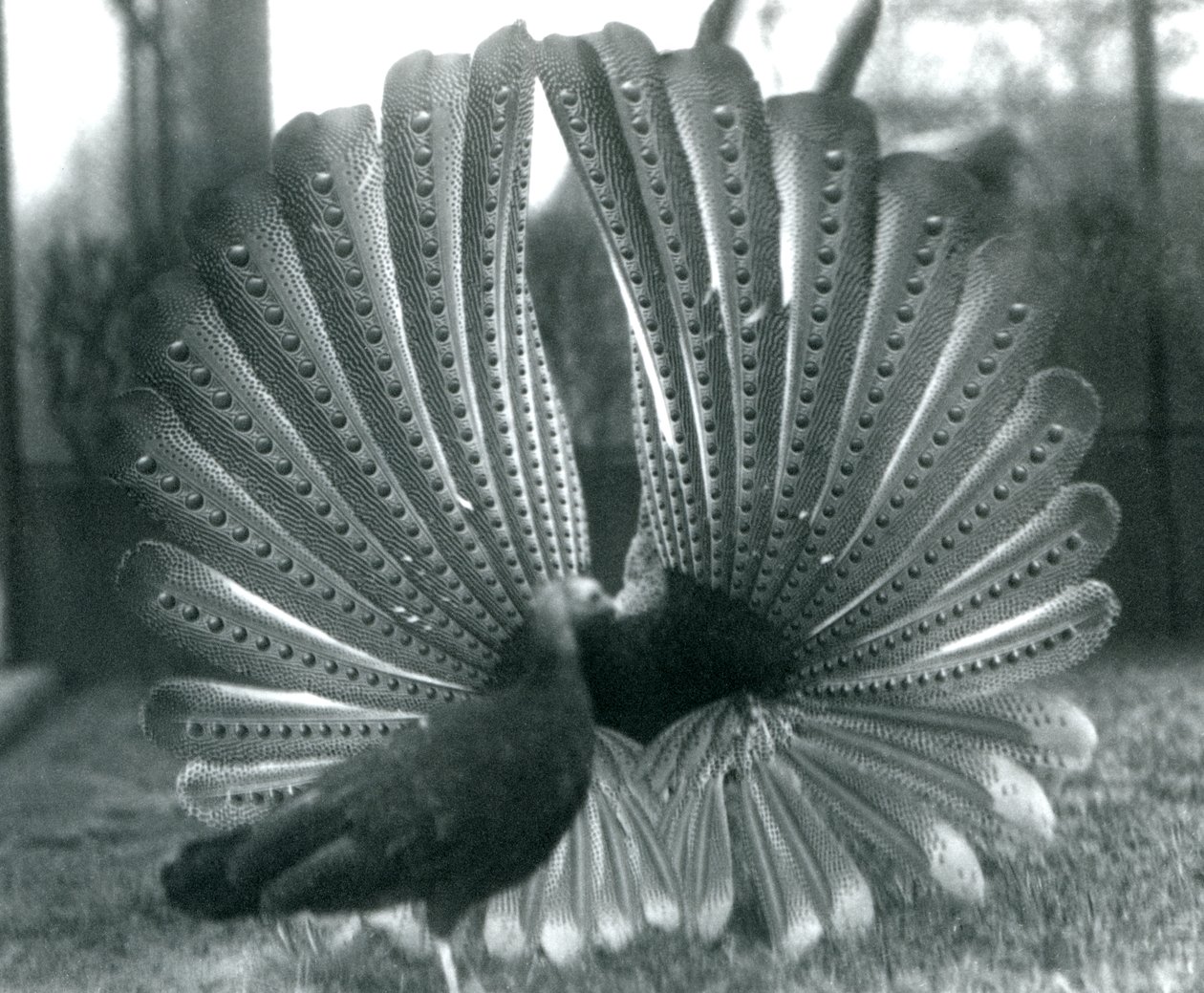 En manlig Argus PheasantGreat Argus frieriuppvisning, med en kvinna stående bredvid honom, London Zoo, januari 1926 av Frederick William Bond
