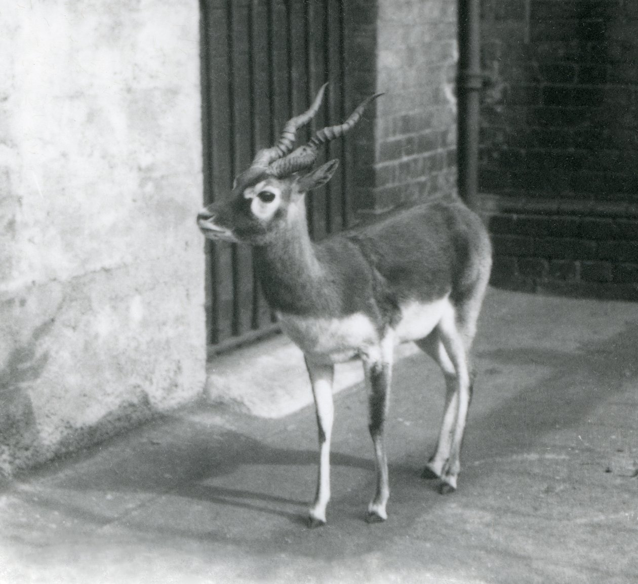 En Blackbuck hane som står i sitt inhägnad på London Zoo i juni 1925 av Frederick William Bond