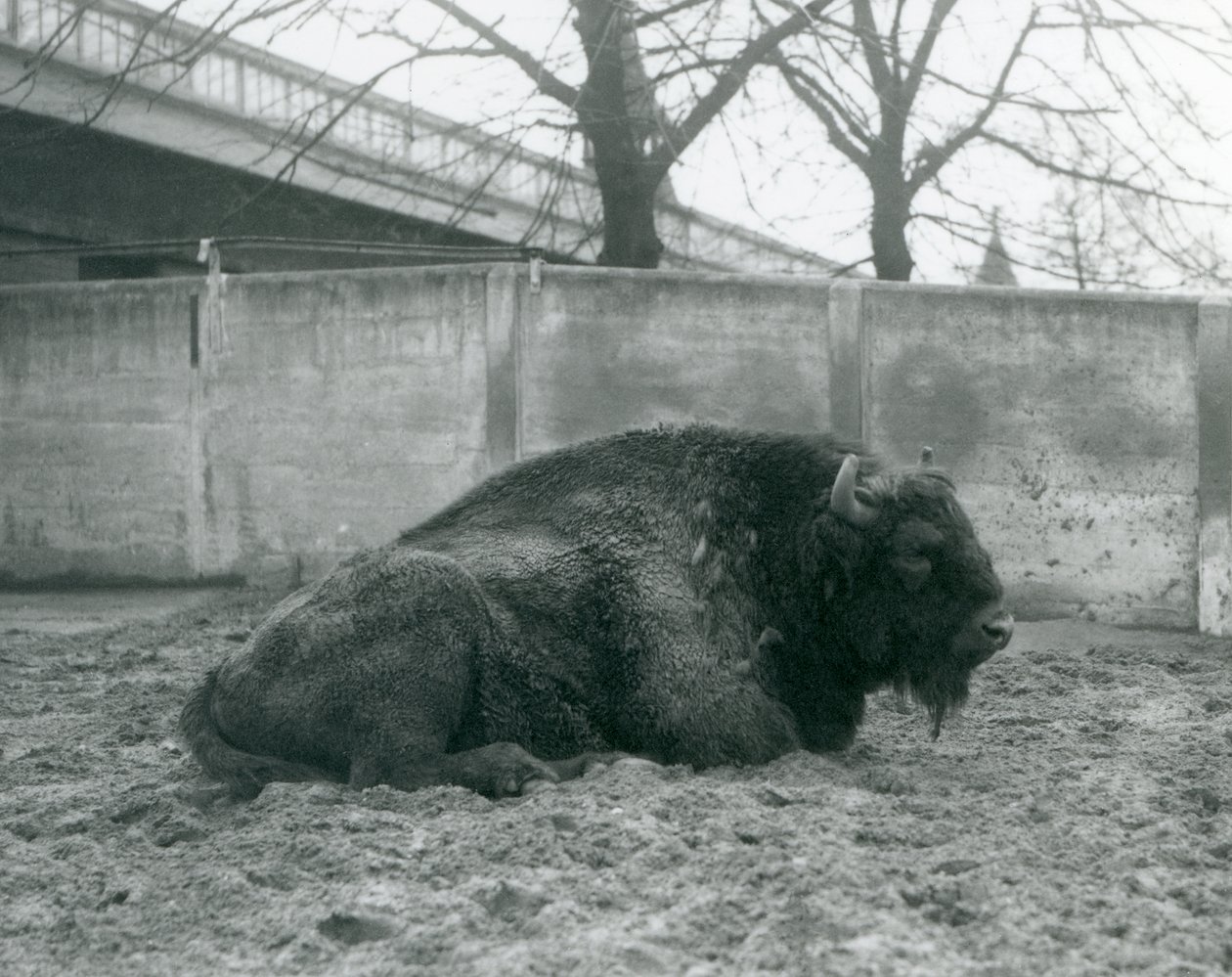 En manlig europeisk bison liggande på gräset i sin hage, London Zoo, 1927 av Frederick William Bond