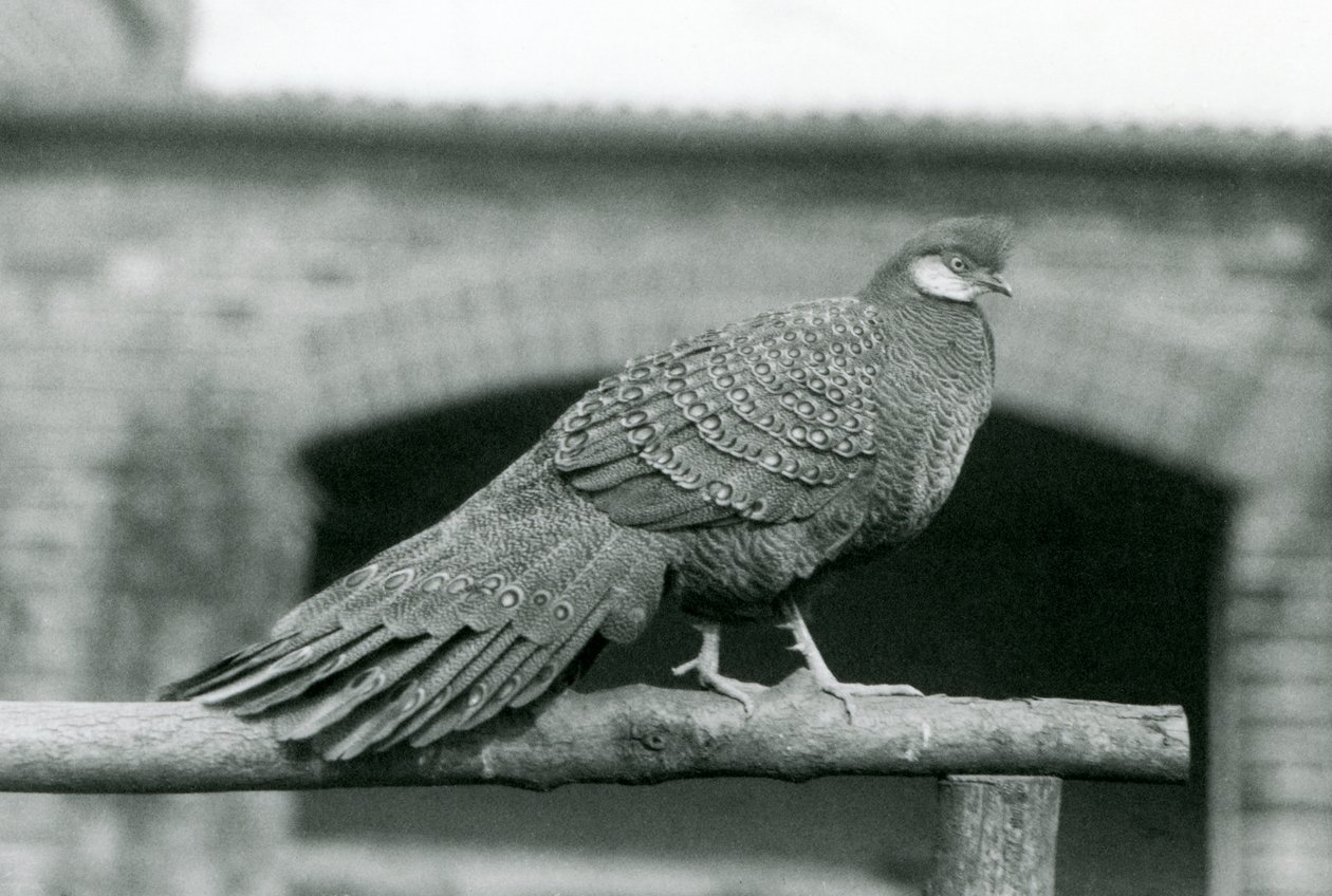 En grå påfågelfasan hane som står på sin abborre på London Zoo 1931 (s/v foto) av Frederick William Bond