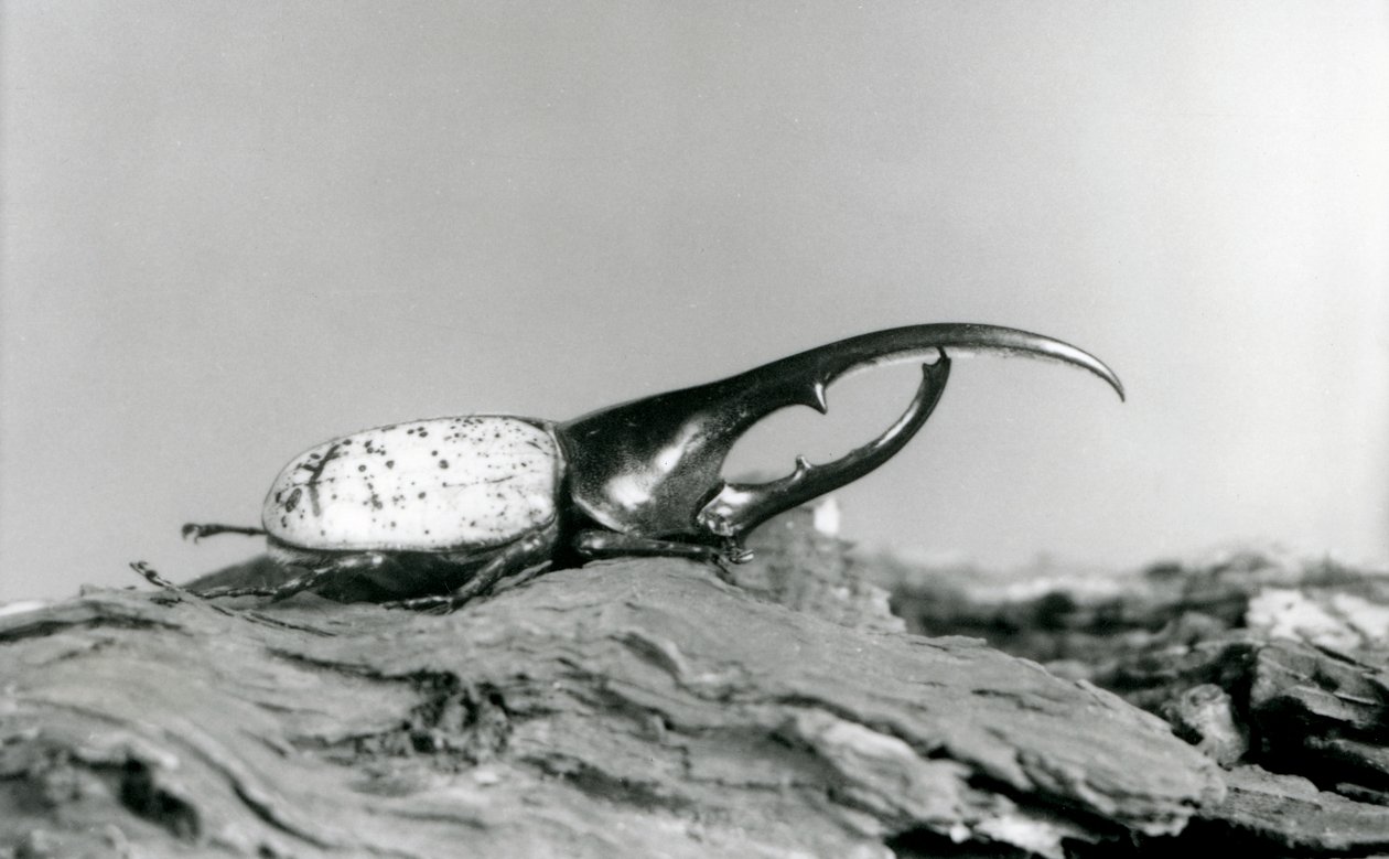 En Hercules Beetle hane vilar på bark på London Zoo av Frederick William Bond