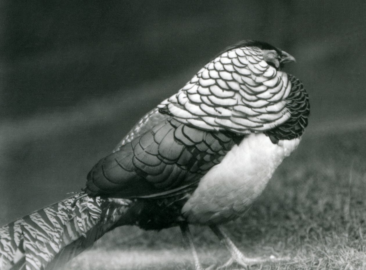 En manlig Lady Amhersts fasan, stående på gräs, London Zoo av Frederick William Bond