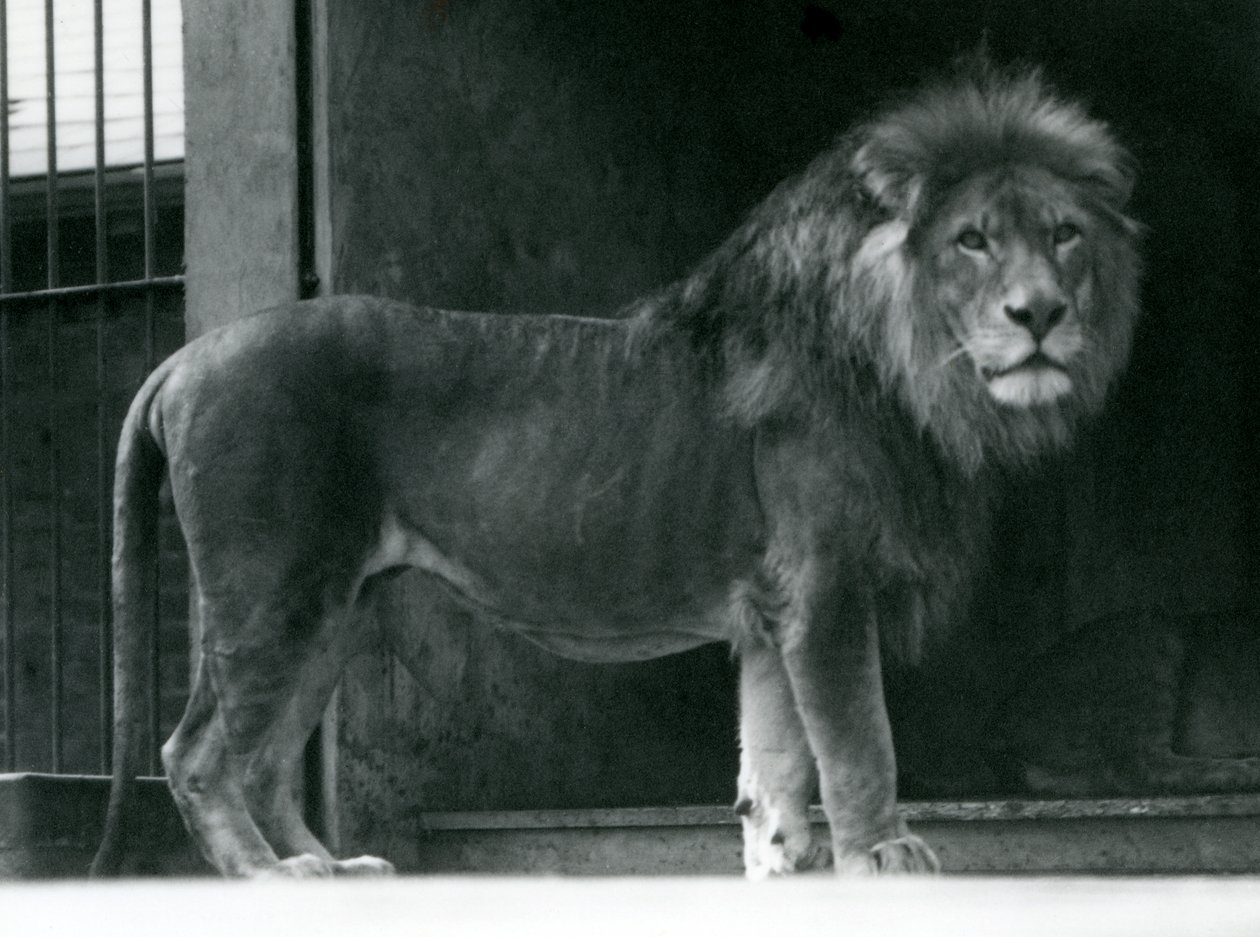 Ett lejonhane på London Zoo, juni 1924 av Frederick William Bond