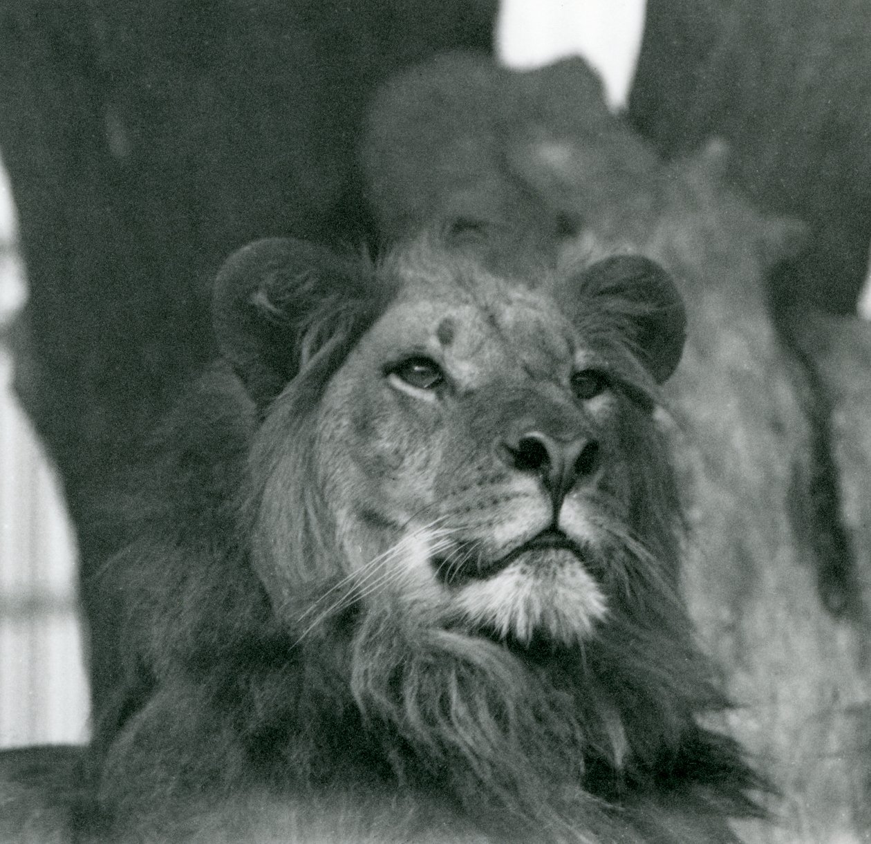 Ett lejonhane på London Zoo 1929 (s/v foto) av Frederick William Bond
